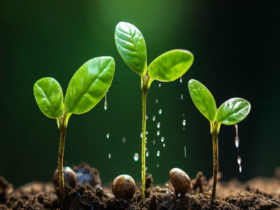 O efeito do ácido húmico na melhoria do solo