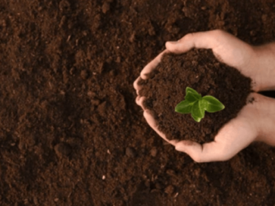 O efeito do ácido húmico na melhoria do solo – ação química