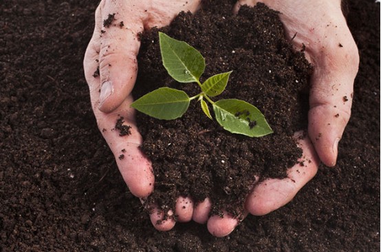 O efeito de melhoria do ácido húmico no solo - efeito químico.jpg