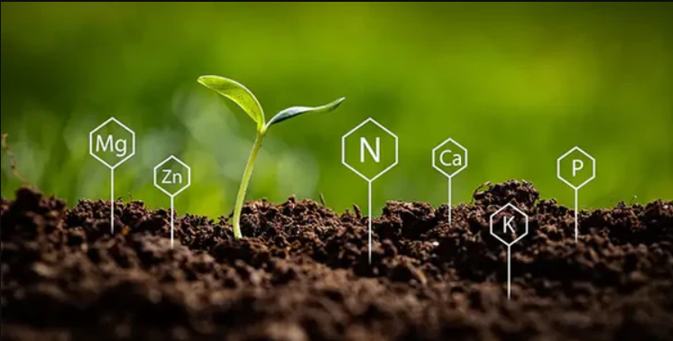 Ativação e armazenamento de nutrientes.jpg