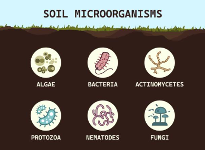 Efeitos biológicos.jpg