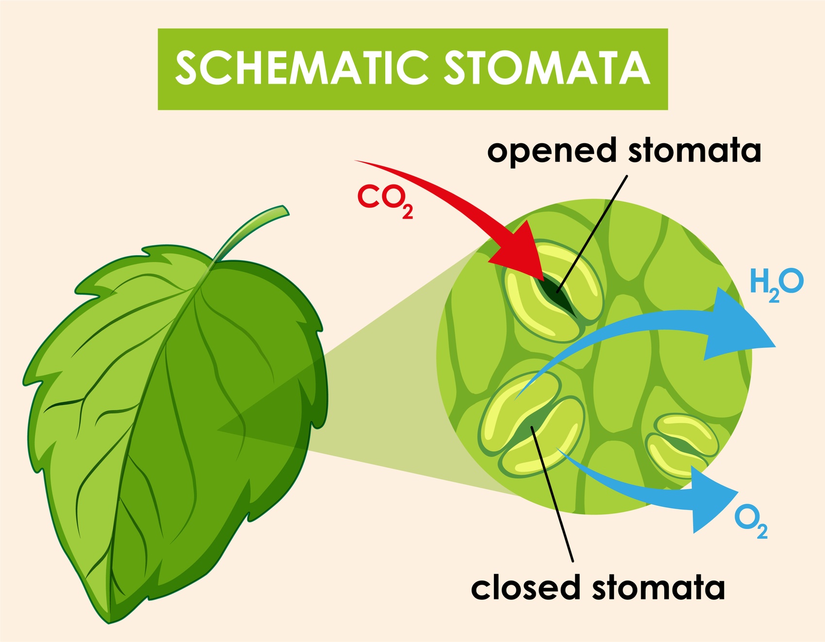 O efeito promotor do ácido fúlvico no crescimento das plantas e a sua aplicação na produção agrícola. jpg