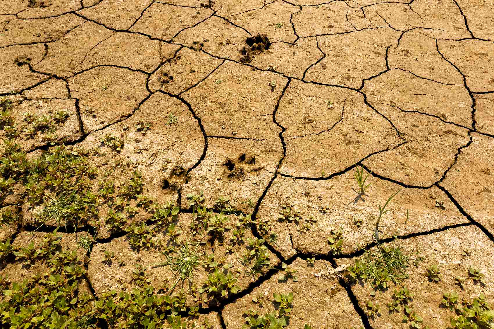 O efeito promotor do ácido fúlvico no crescimento das plantas e a sua aplicação na produção agrícola. jpg