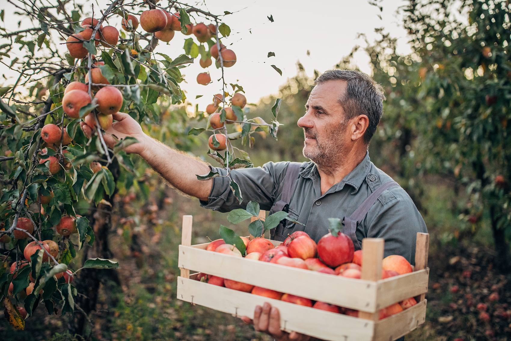O efeito promotor do ácido fúlvico no crescimento das plantas e a sua aplicação na produção agrícola. jpg