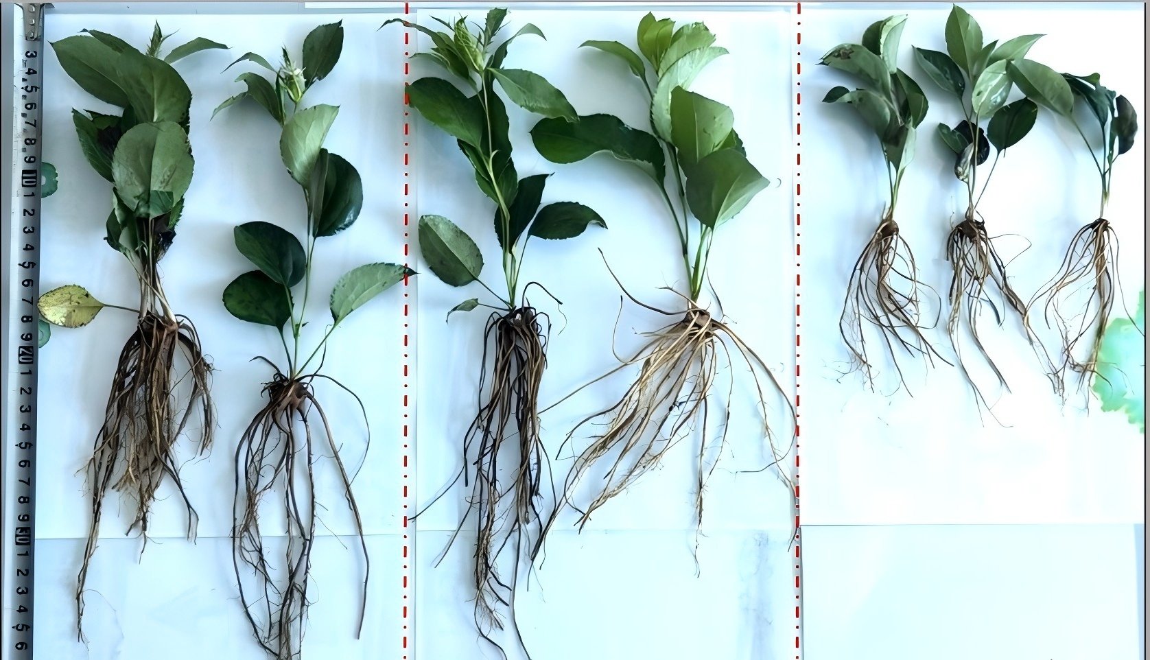 O efeito promotor do ácido fúlvico no crescimento das plantas e a sua aplicação na produção agrícola. jpg