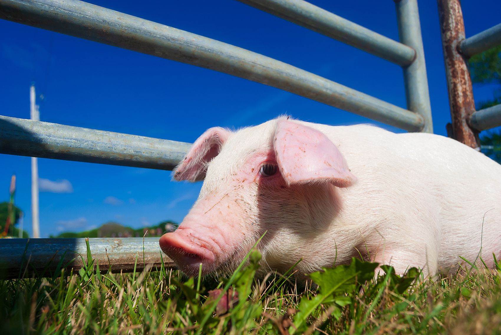 Flocos de humato de sódio de alta qualidade na China com entrega segura.jpg