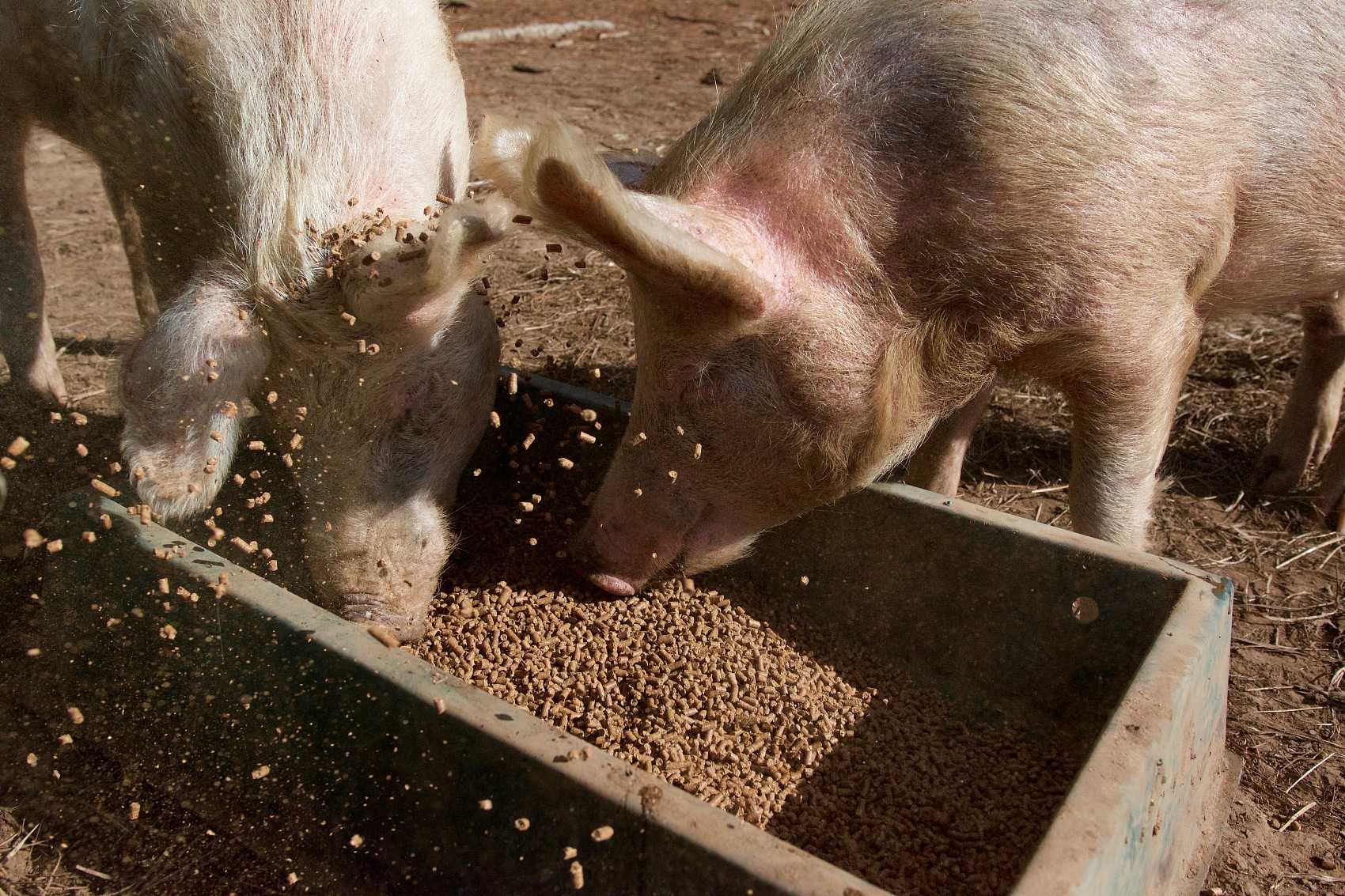 Aplicação de Humate de sódio em Farming.jpg